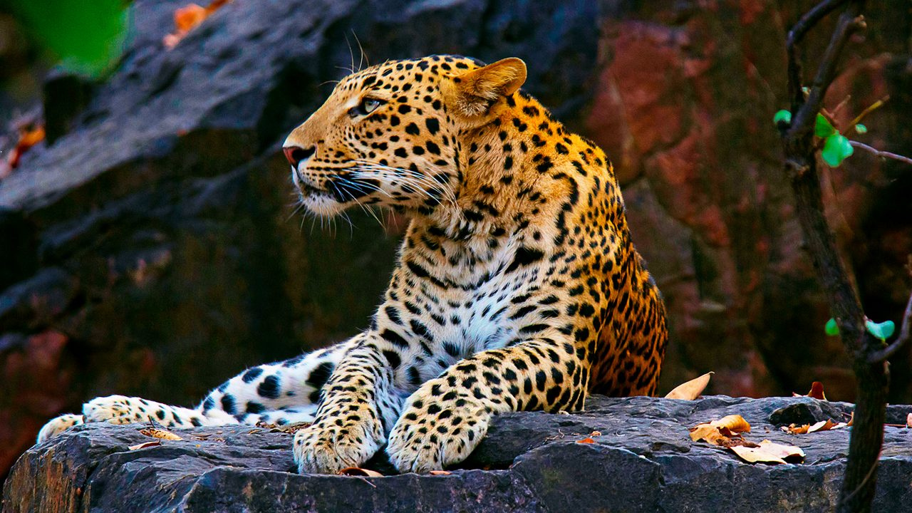 Dachigam National Park near Srinagar