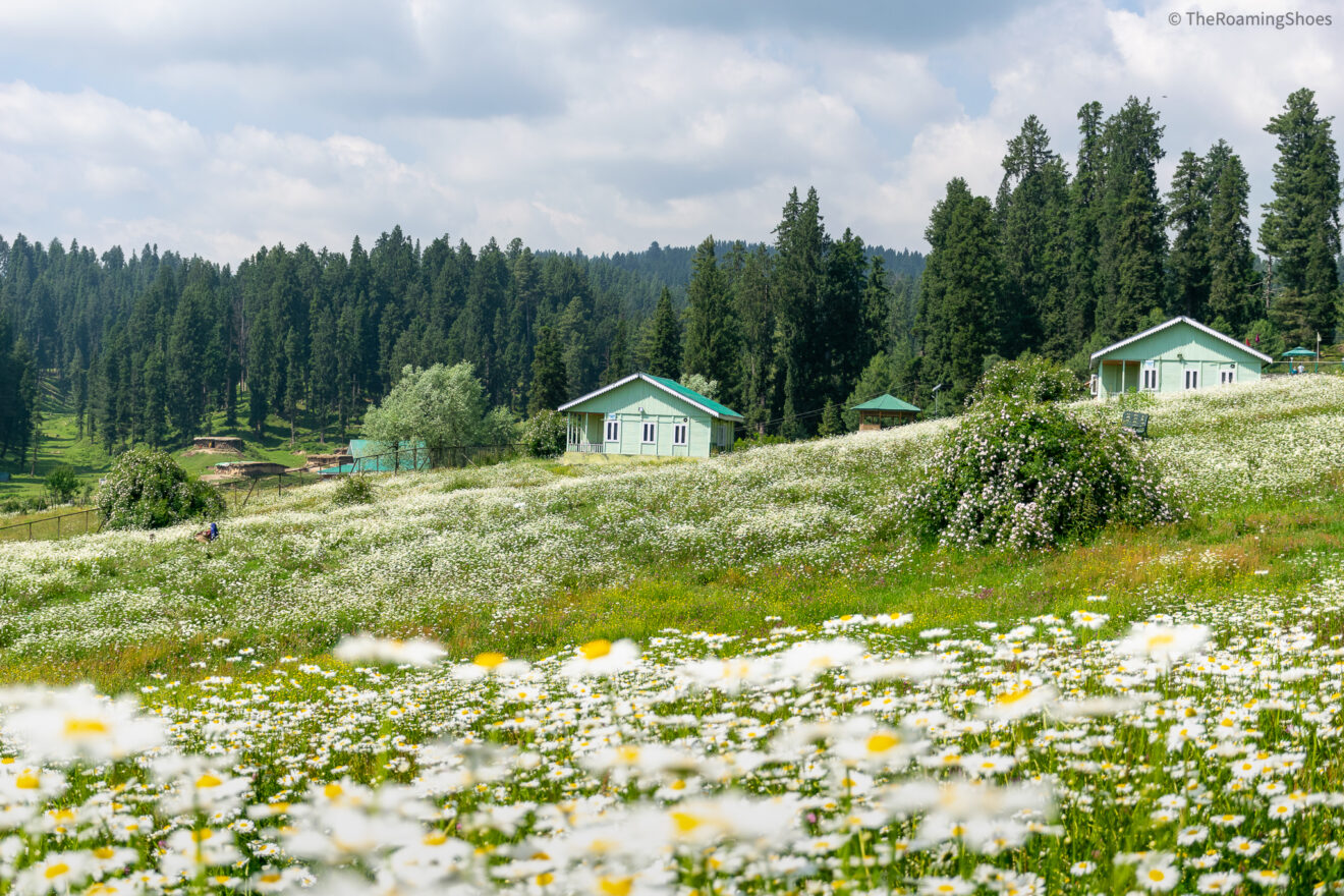 Yusmarg meadows in Kashmir